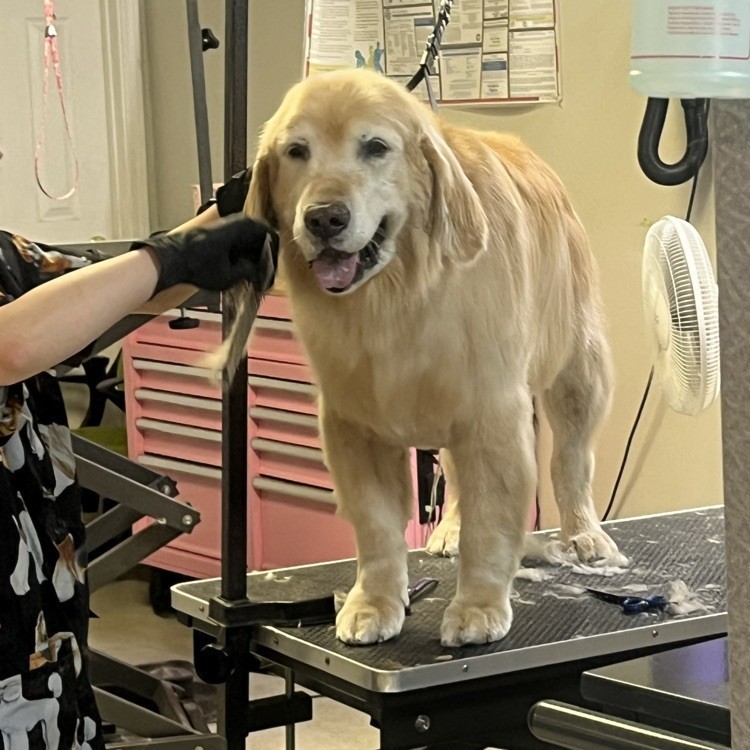 Arie dog