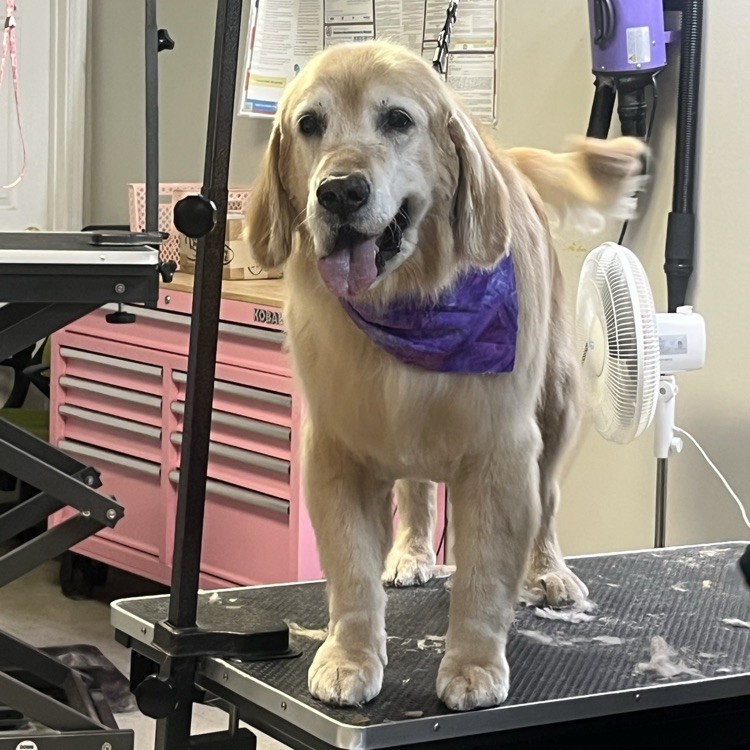 Arie dog