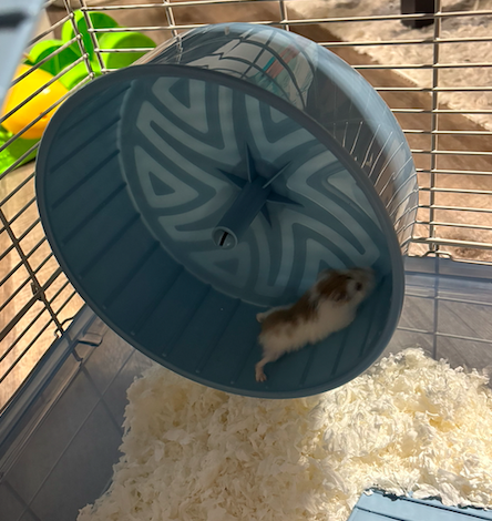 Meet Scrat the Hamster!
