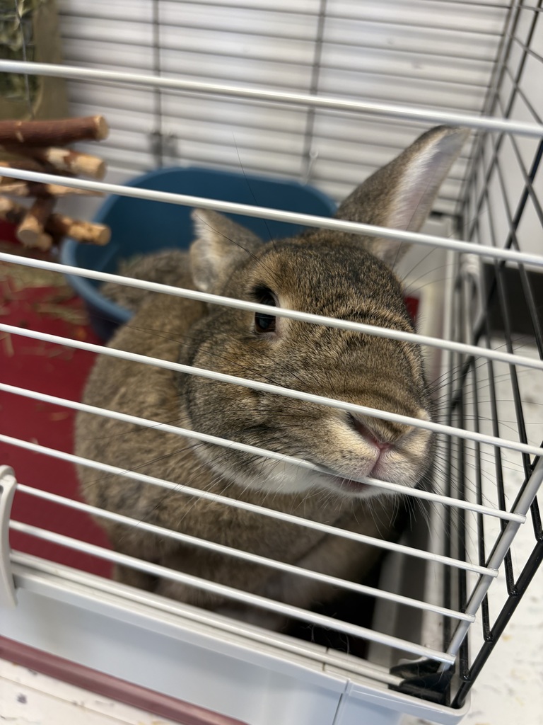 Honey Buns the Bunny!