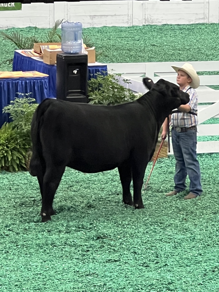 Ky state fair angus
