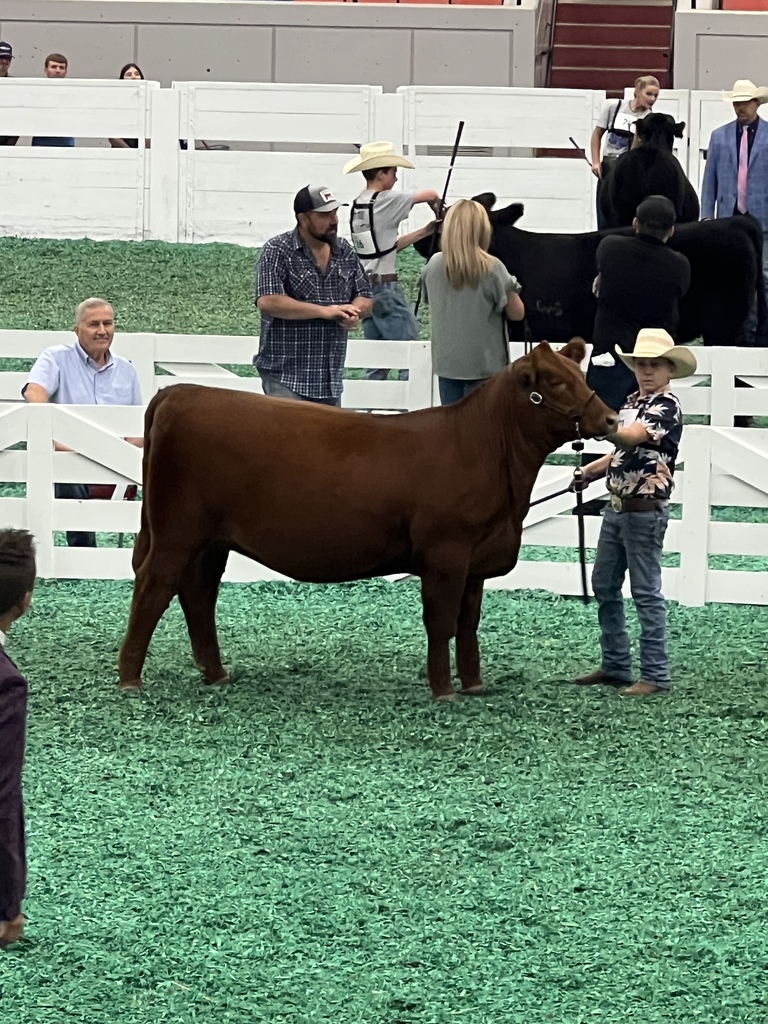 ky state fair angus