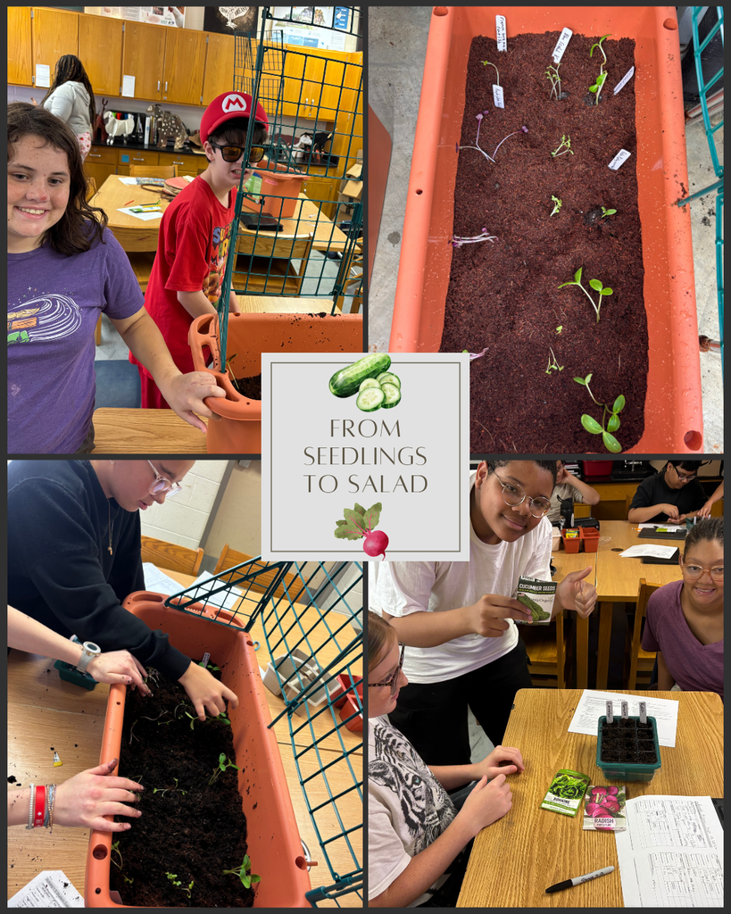 Mrs, Harrell's classes growing their own vegetables in hopes of making a salad.