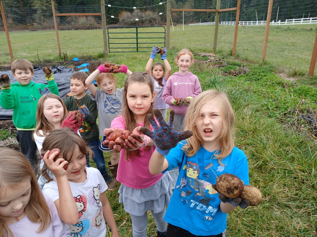 1st and 2nd graders harvesting potatoes