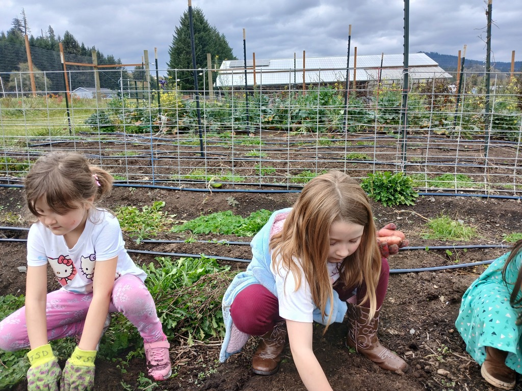 1st and 2nd graders harvesting potatoes