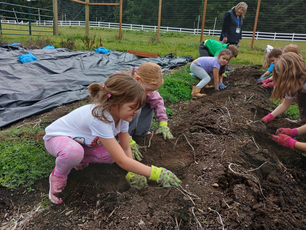 1st and 2nd graders harvesting potatoes