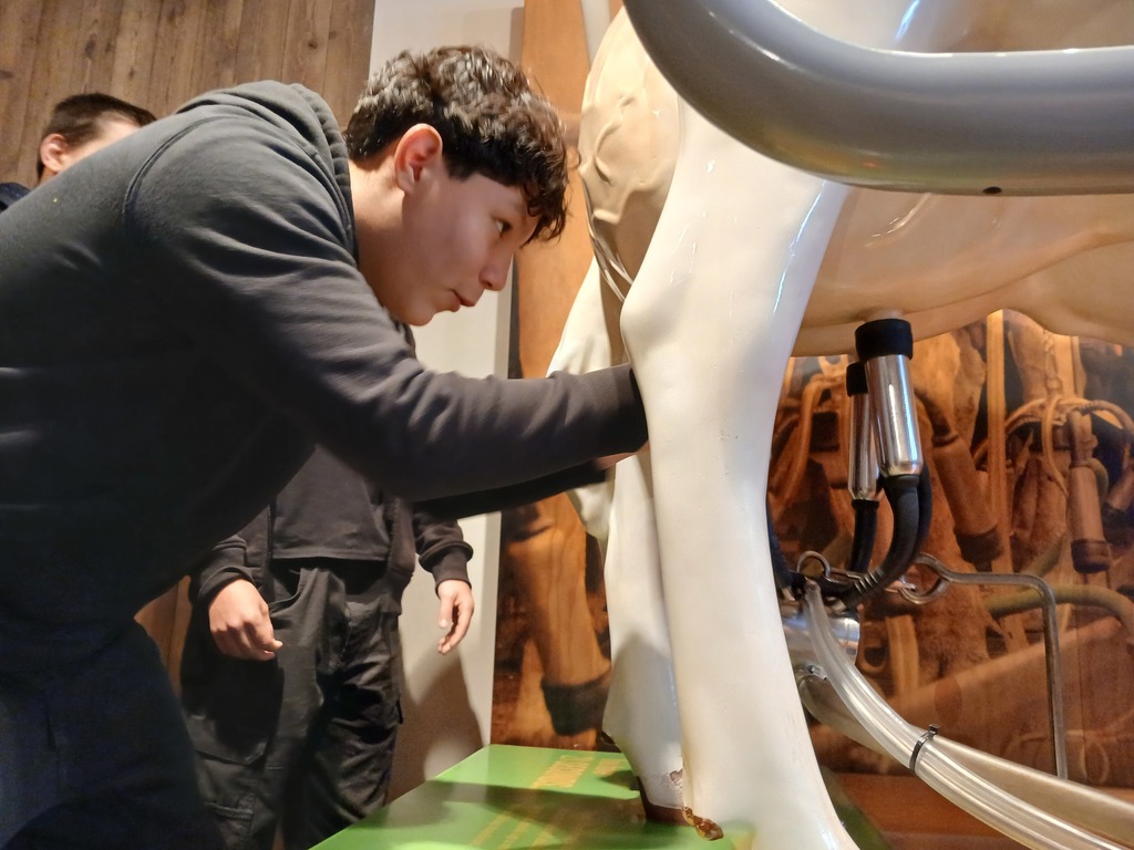 Freshman Student hooks up a milking machine up to a fake cow.