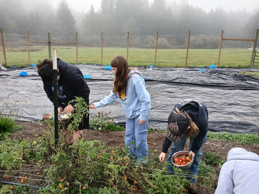 Students harvesting tomatoes from their school garden.