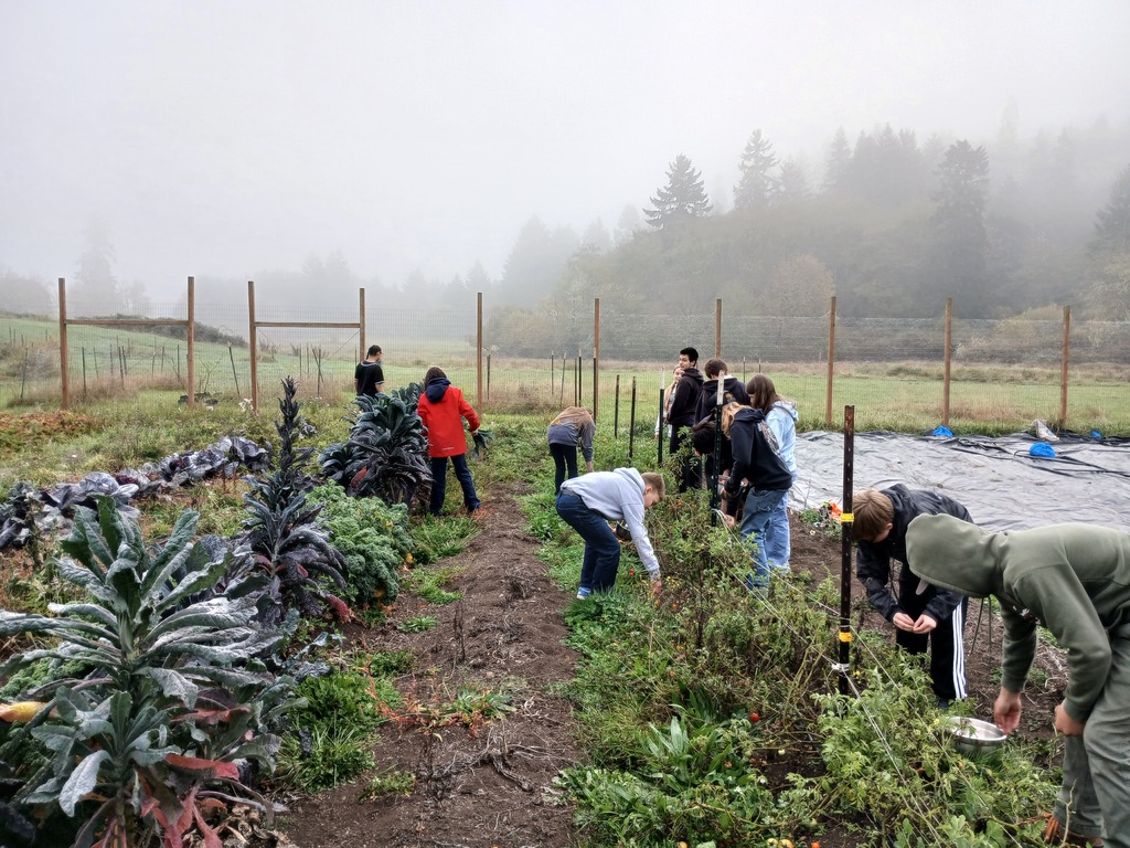 Students harvesting potatoes from their school garden.