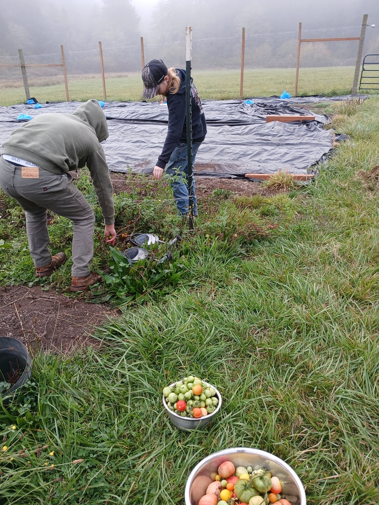 Students harvesting potatoes from their school garden.
