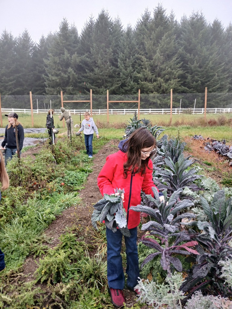 Student harvesting kale from their school garden.