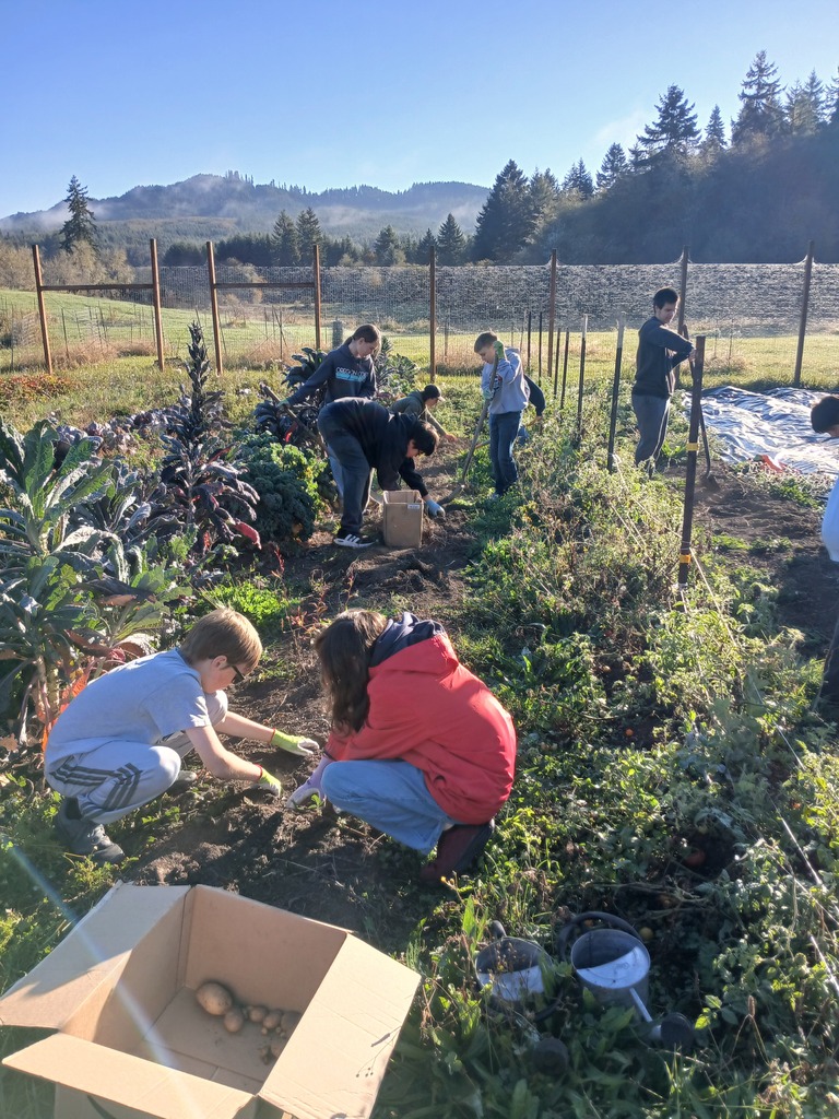 Students harvesting potatoes from their school garden.