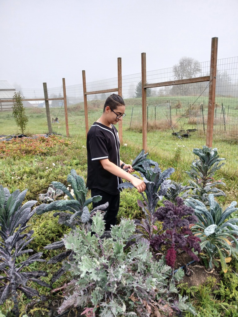 Student harvesting kale from their school garden.