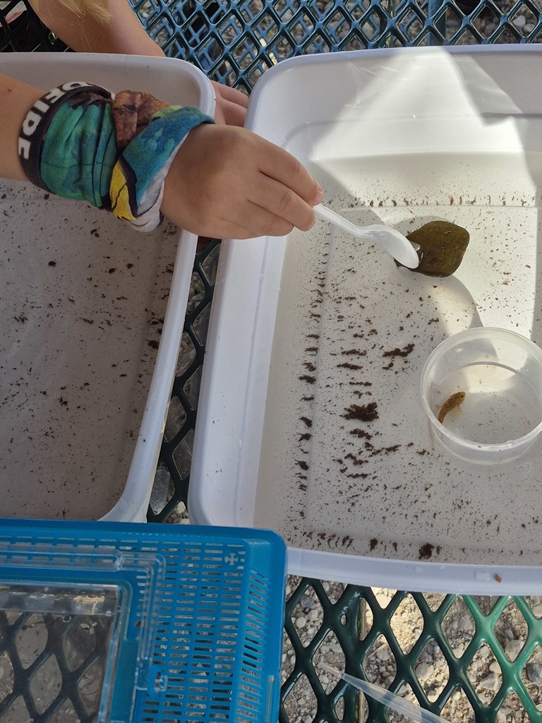 Sorting organisms found in the creek