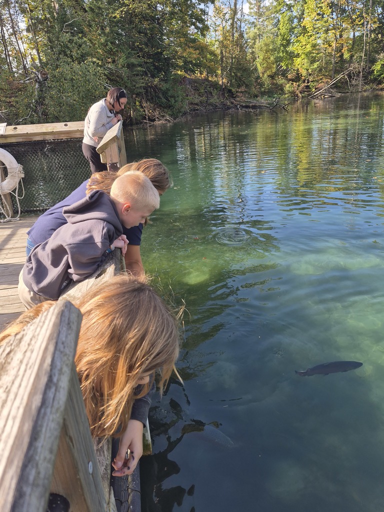 Observing the fish