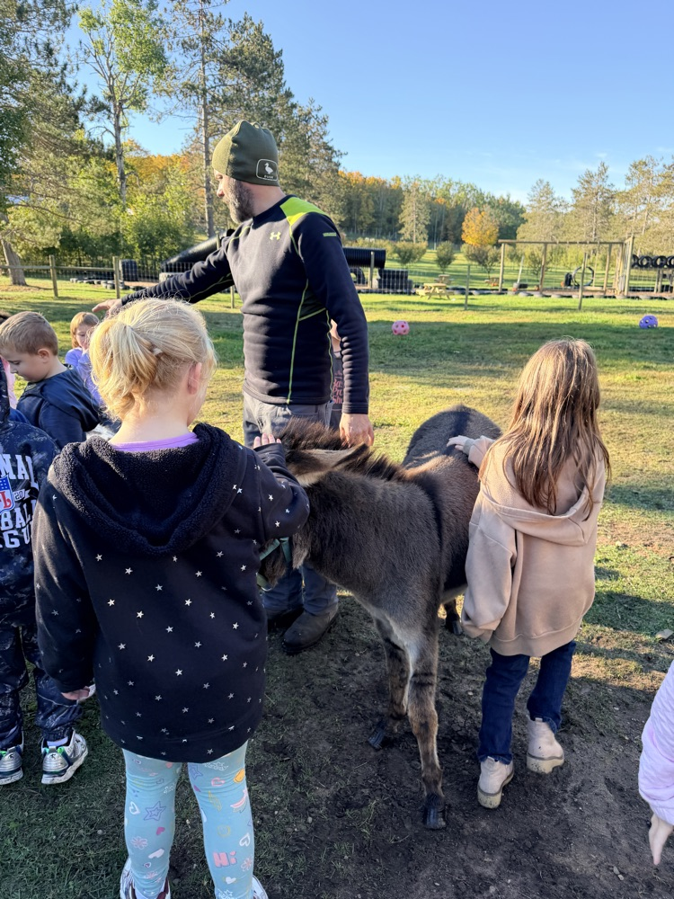 donkey 