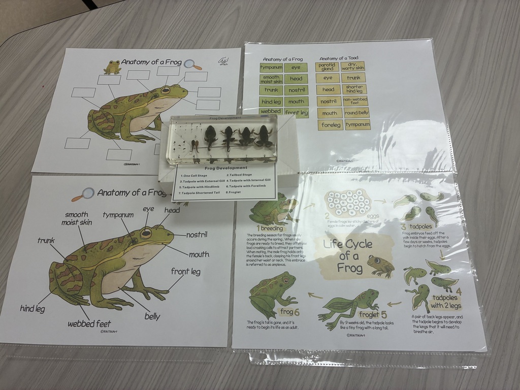 K-4 Homeschool Enrichment