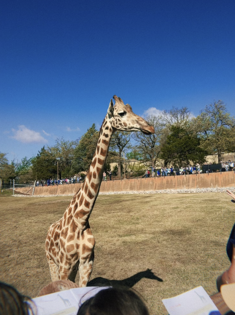 3rd Grade Zoo - 4/2