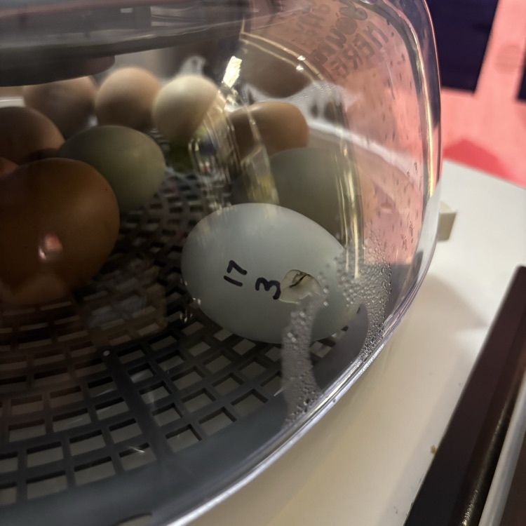 embryology first grade project 