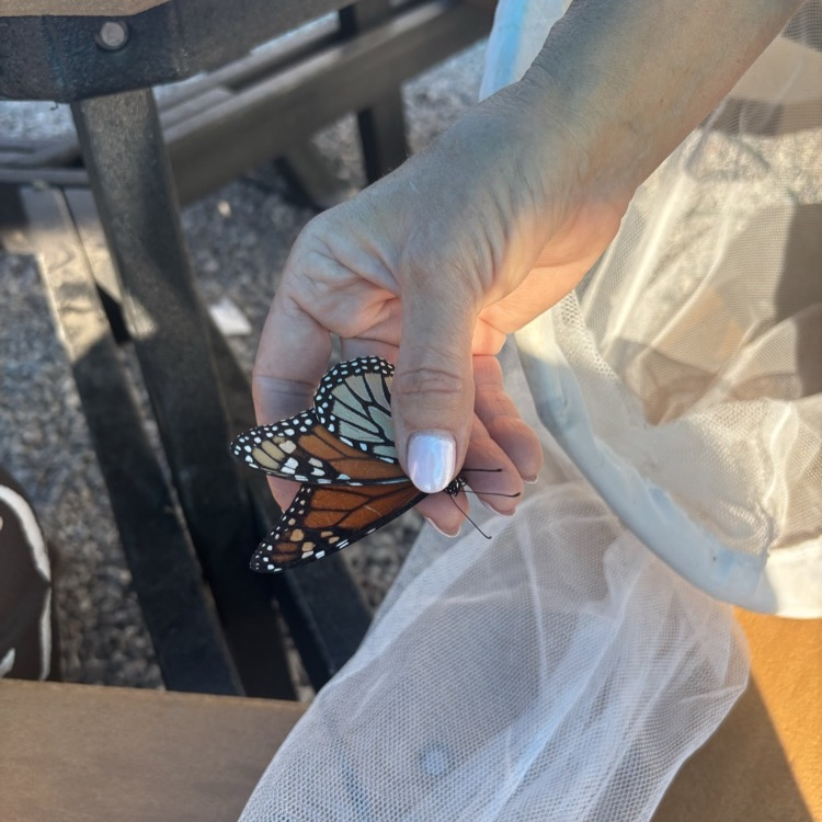 First Monarch of the season!