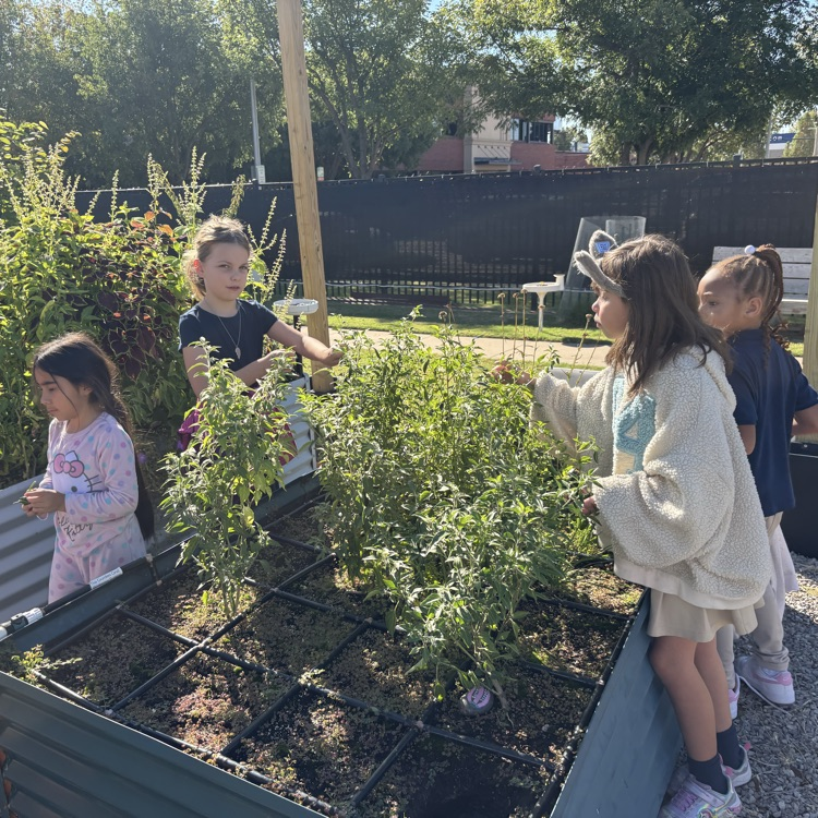 harvest day 