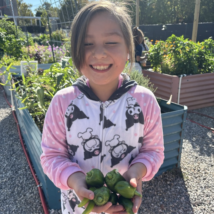 harvest day 