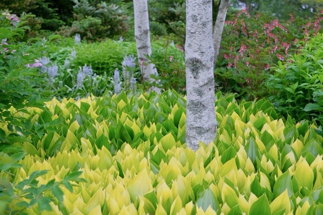 botanical gardens