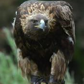 Golden Eagles