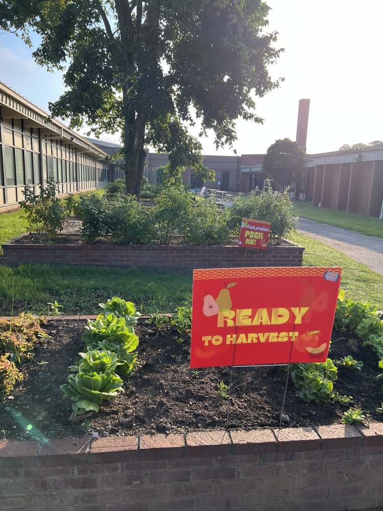 ready to harvest