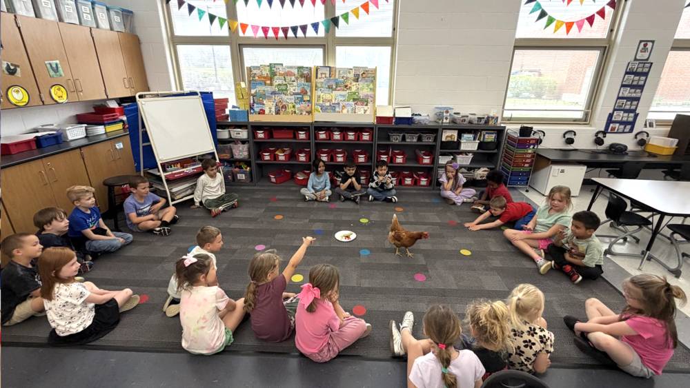 PCES kindergarten students with chicken