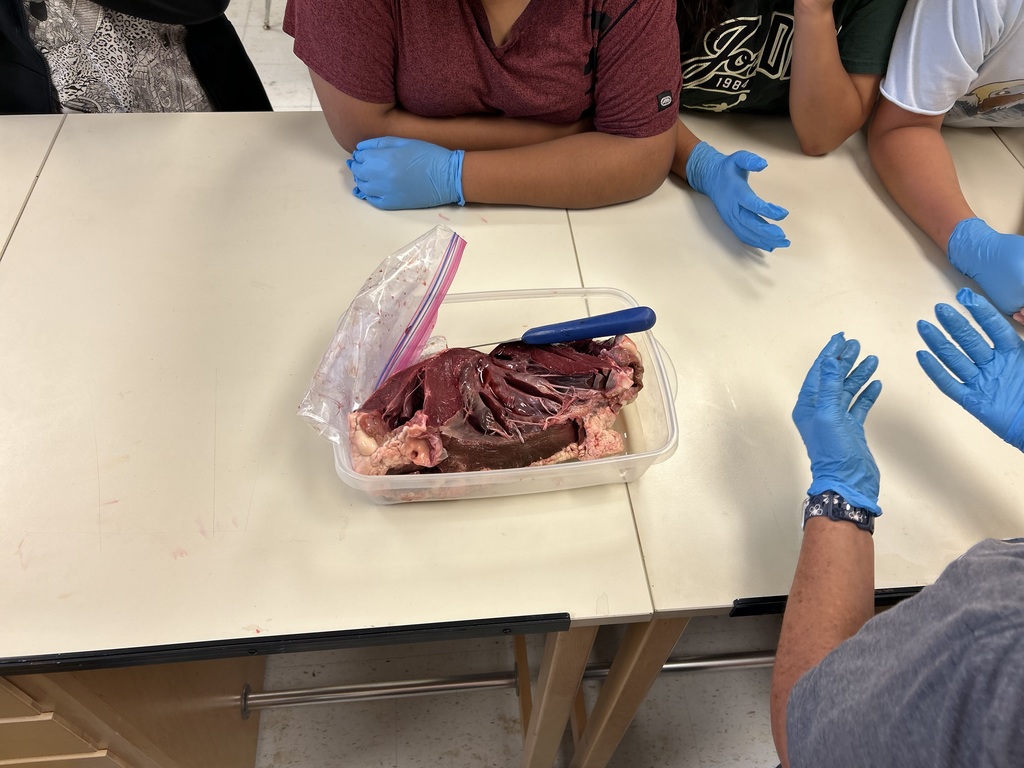 6th Grade Cow Heart Dissection