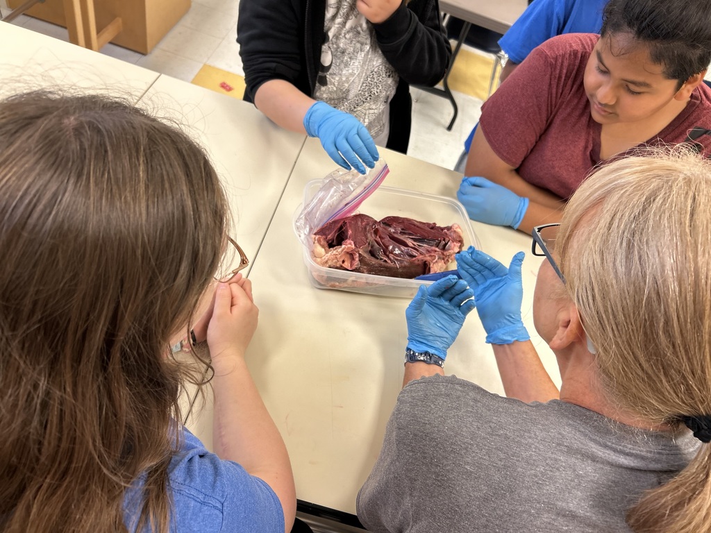 6th Grade Cow Heart Dissection