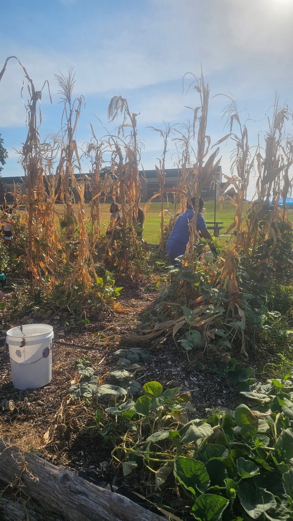 Harvest Day
