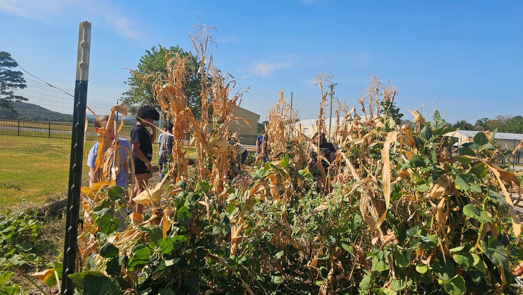 Harvest Day