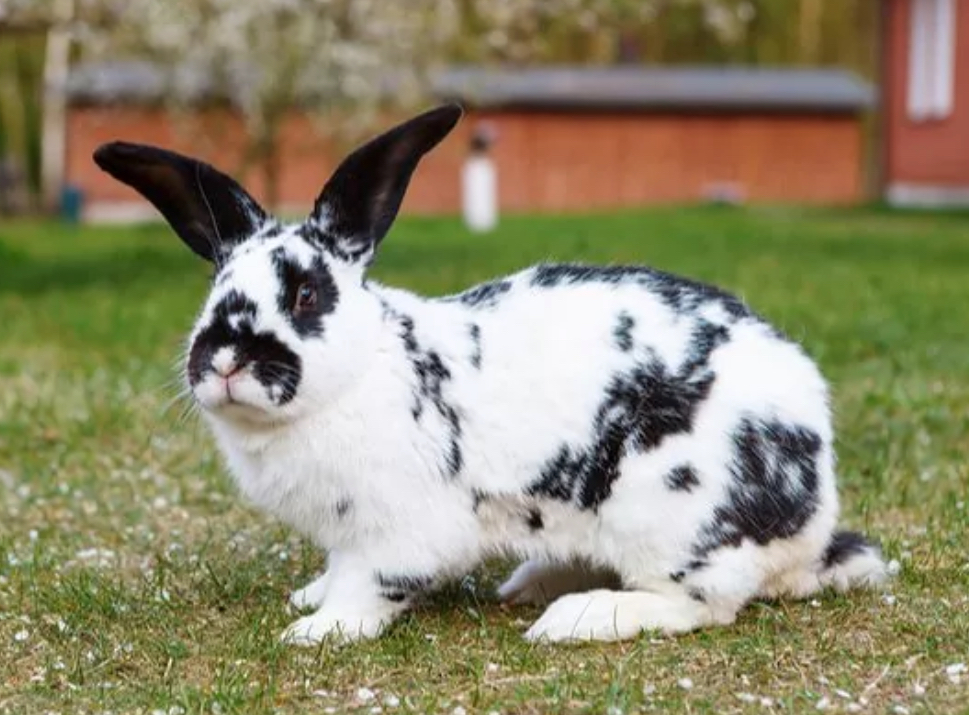 Bunny