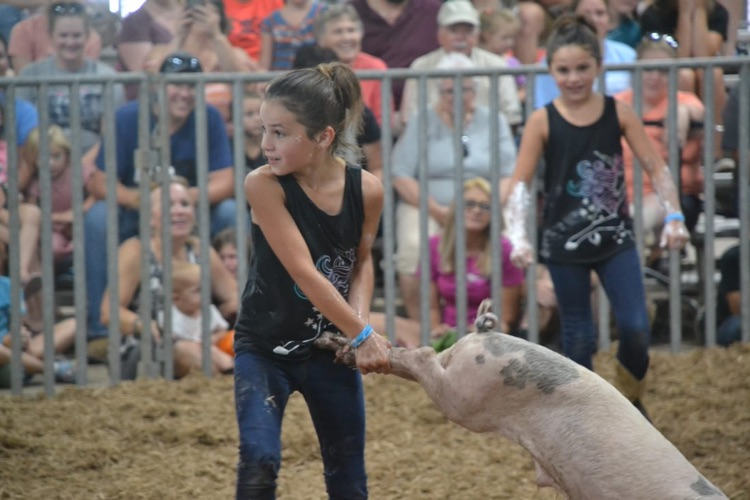 Greased Pig 