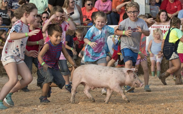 Greased Pig 