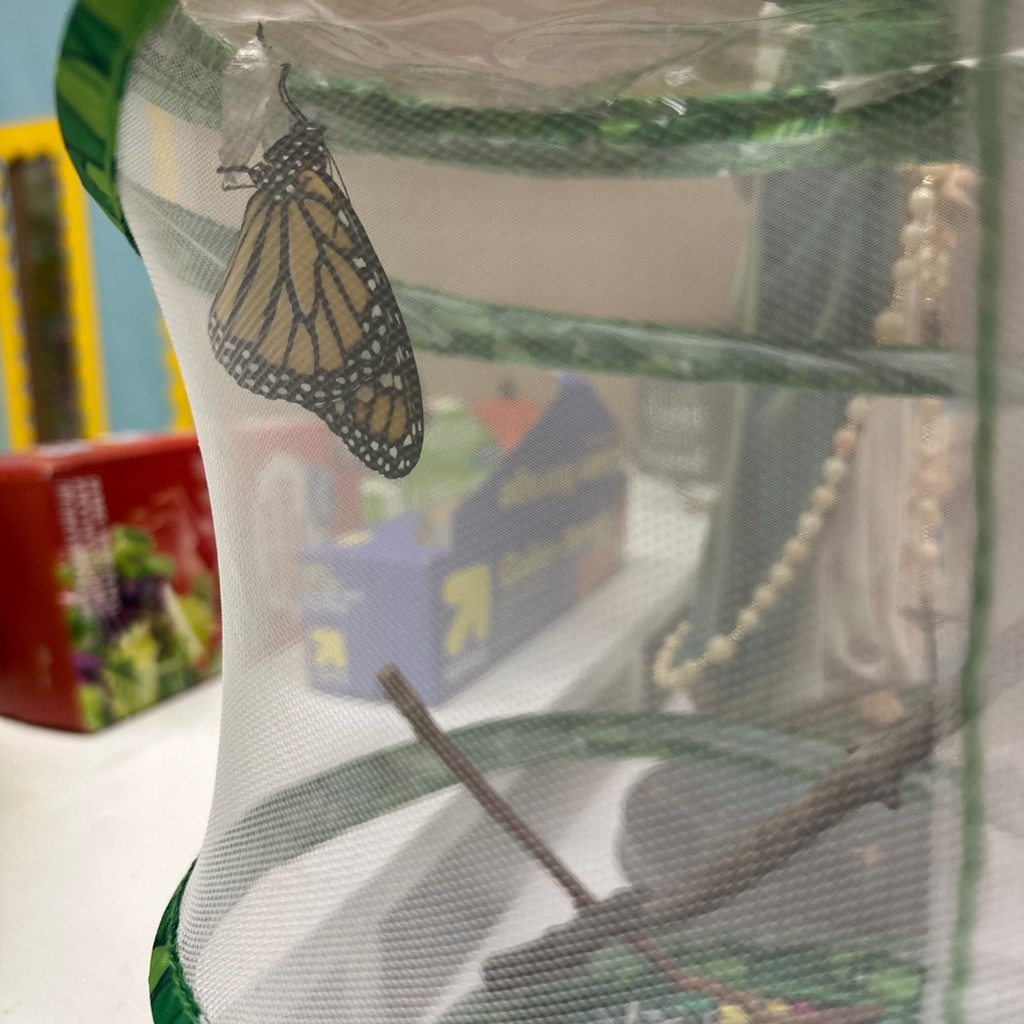 butterfly in mesh container