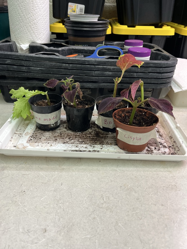direct rooting in soil