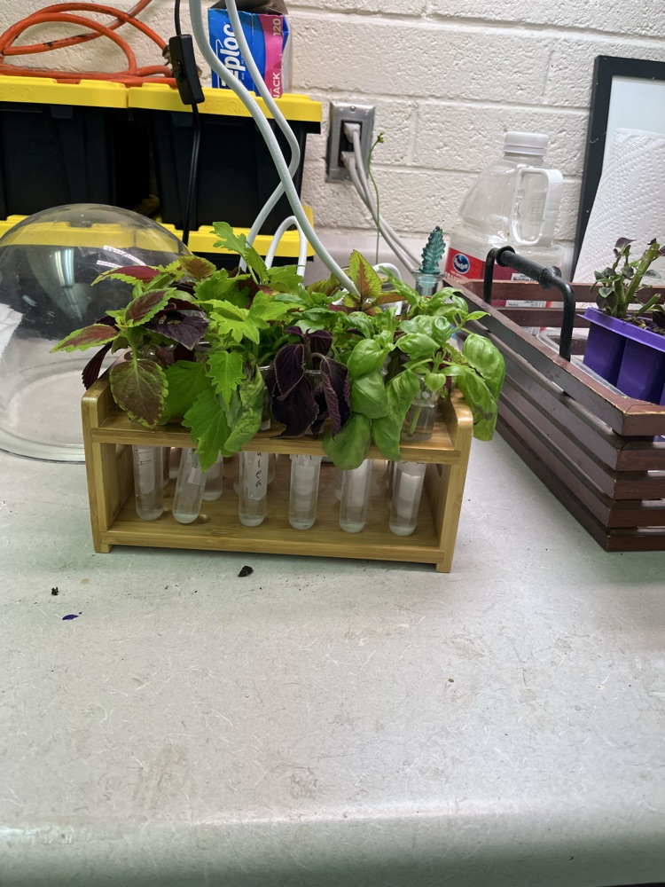 7th grade plants