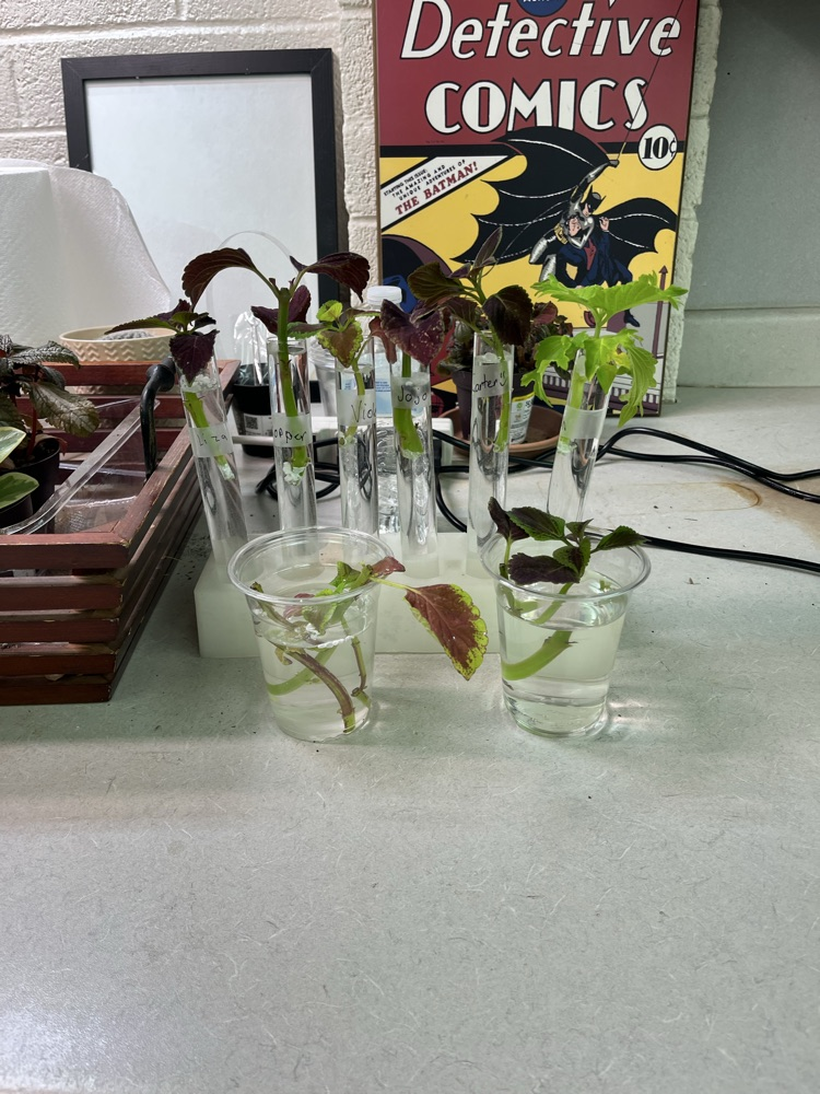 7th aquatic rooting