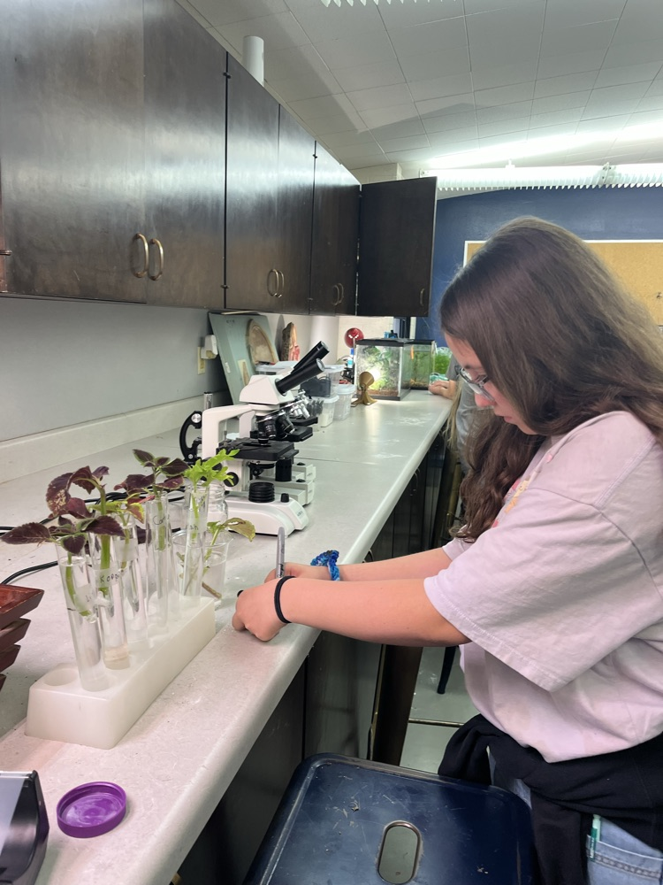 adding plant cuttings and root stimulator.