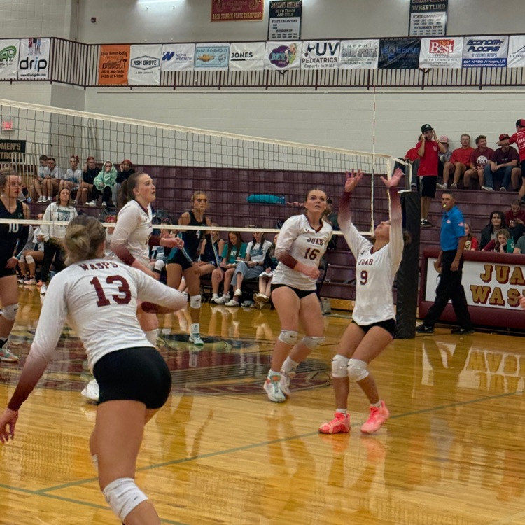 Wasps in action at volleyball
