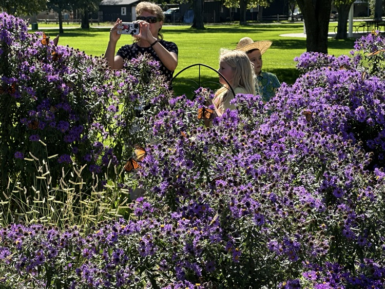 Learning about migration with butterflies.