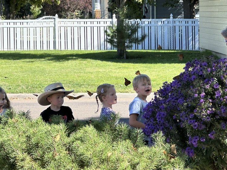 Learning about migration with butterflies