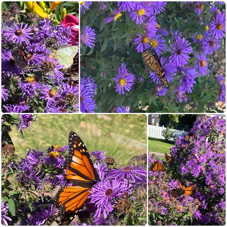 picture collage of butterflies on purple flowers