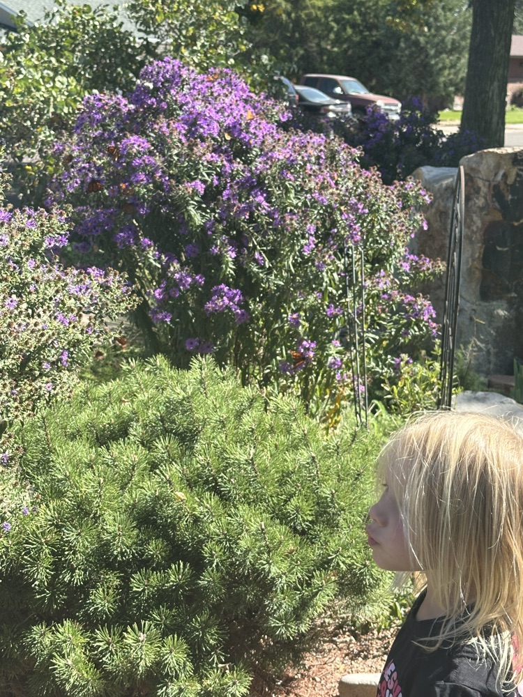 female student watching butterflies on bush