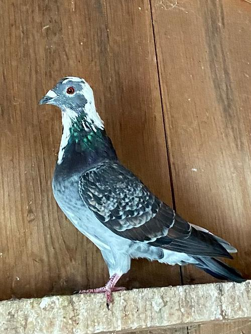 Homing Pigeon