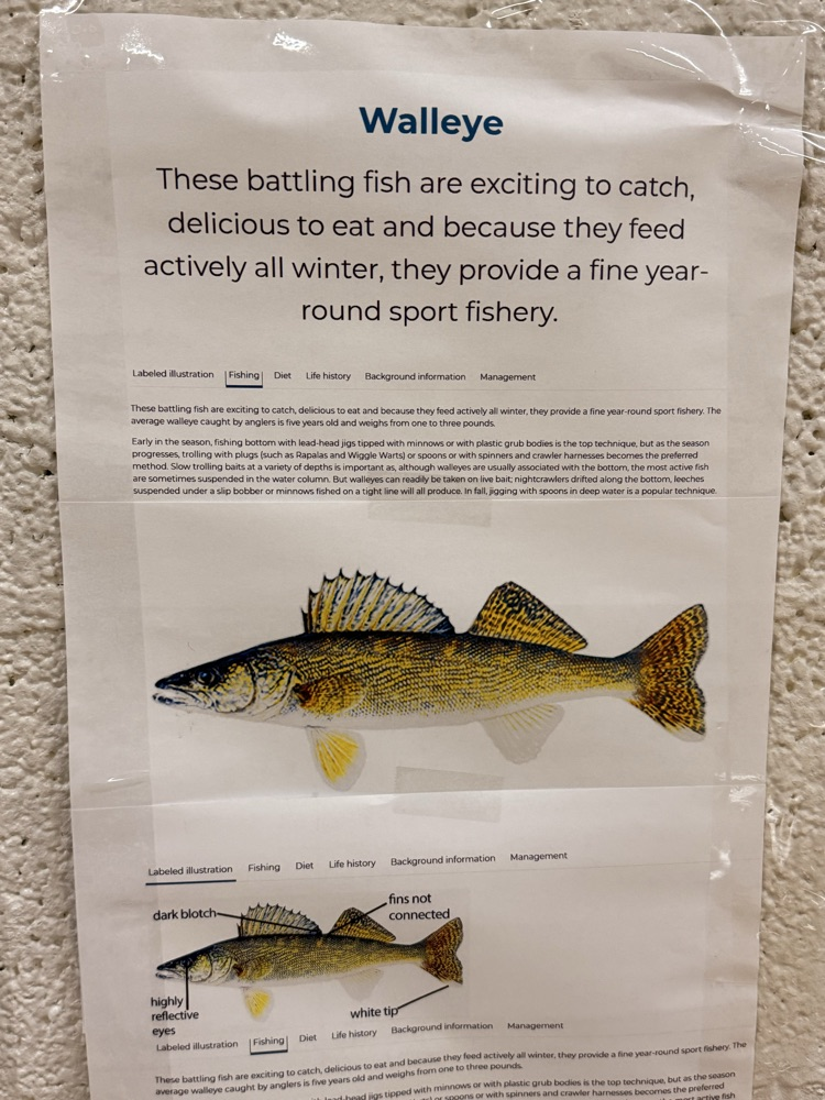 picture of a walleye