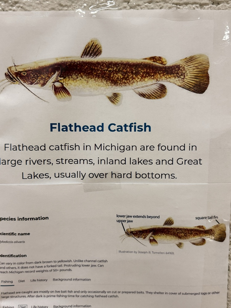 picture of a catfish